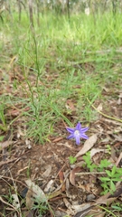 Wahlenbergia gracilis