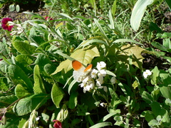 Anthocharis cardamines