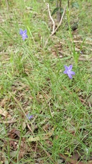 Wahlenbergia gracilis
