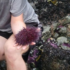 Strongylocentrotidae