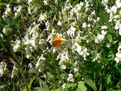 Anthocharis cardamines