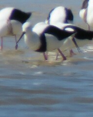 Cladorhynchus leucocephalus
