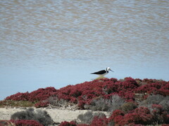 Himantopus leucocephalus