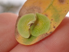 Andricus pattersonae