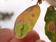 Andricus pattersonae