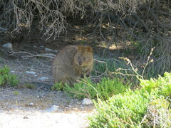 Setonix brachyurus