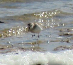 Calidris ruficollis