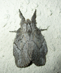 Desmeocraera basalis