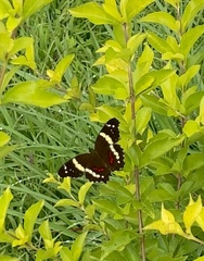 Anartia fatima