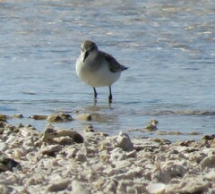 Calidris ruficollis