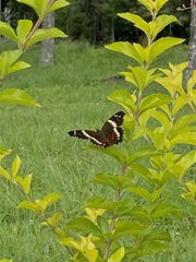 Anartia fatima