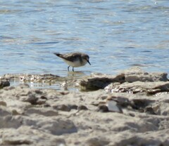 Calidris ruficollis