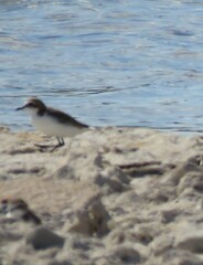 Charadrius ruficapillus