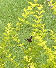 Anartia fatima