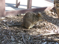 Setonix brachyurus