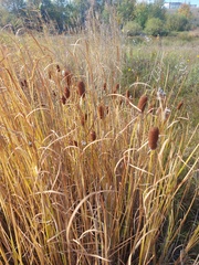 Typha laxmannii