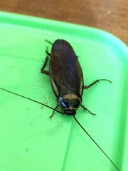 Periplaneta australasiae