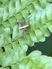 Oxyopes sertatus