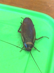 Periplaneta australasiae
