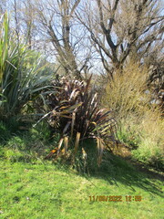 Phormium cookianum