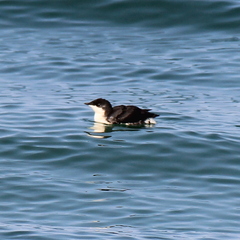 Synthliboramphus scrippsi