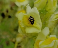 Coccinula quatuordecimpustulata