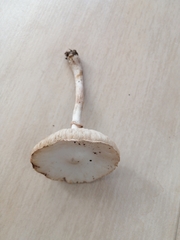 Leucoagaricus serenus