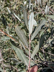 Salix salviifolia
