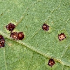 Neuroterus tantulus