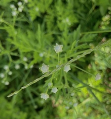 Parthenium hysterophorus