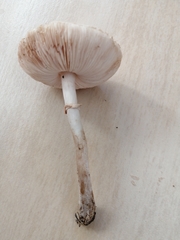 Leucoagaricus serenus