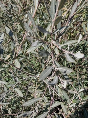 Salix salviifolia