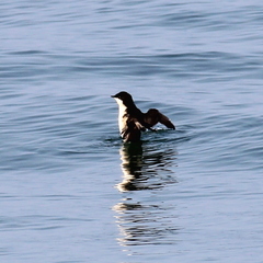 Synthliboramphus scrippsi