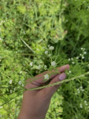 Parthenium hysterophorus