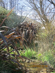 Phormium cookianum