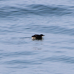 Synthliboramphus scrippsi