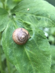 Bradybaena similaris