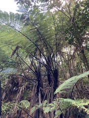 Cyathea medullaris