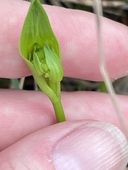 Burchardia umbellata
