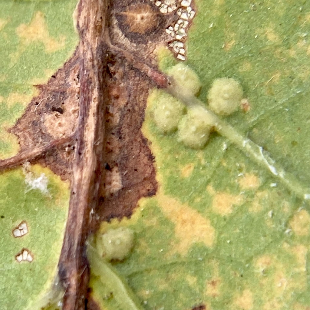 Neuroterus niger