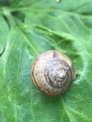 Bradybaena similaris