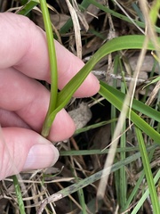 Burchardia umbellata