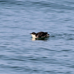 Synthliboramphus scrippsi