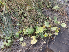 Halerpestes sarmentosa