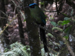 Momotus aequatorialis