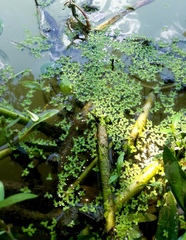 Lemna aequinoctialis