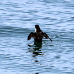 Synthliboramphus scrippsi