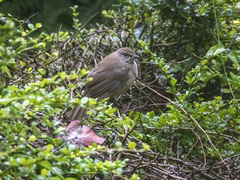 Pycnonotus conradi