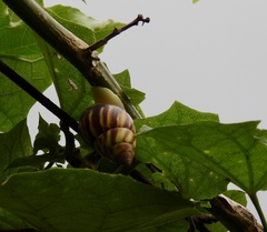 Amphidromus perversus