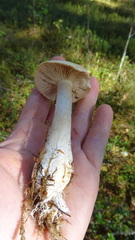 Cortinarius pinophilus